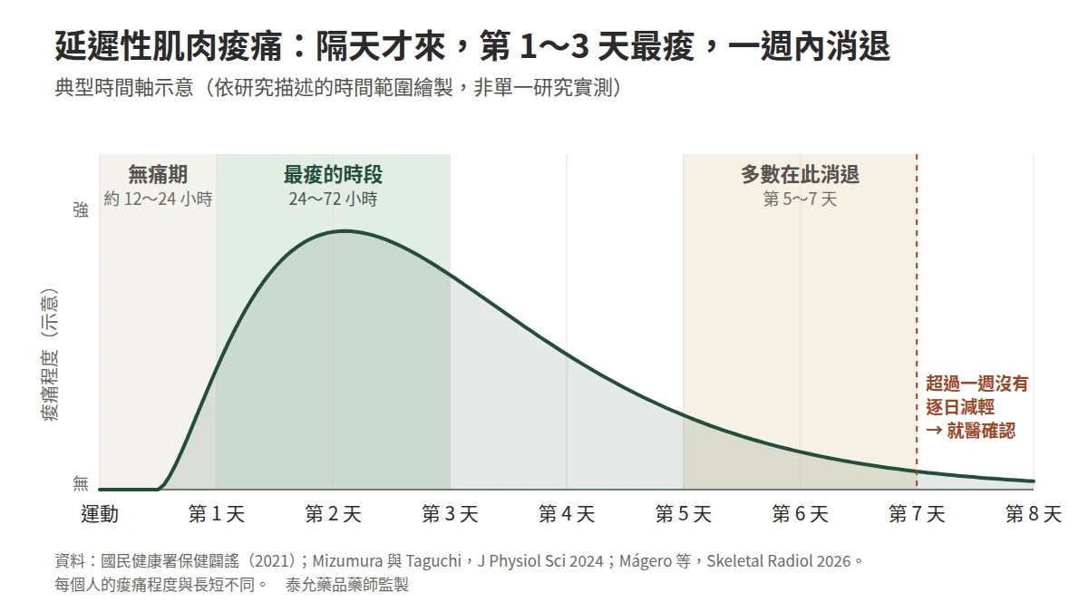 延遲性肌肉痠痛的典型時間軸示意圖：運動後約 12 至 24 小時無痛期，24 至 72 小時最痠，5 至 7 天內消退