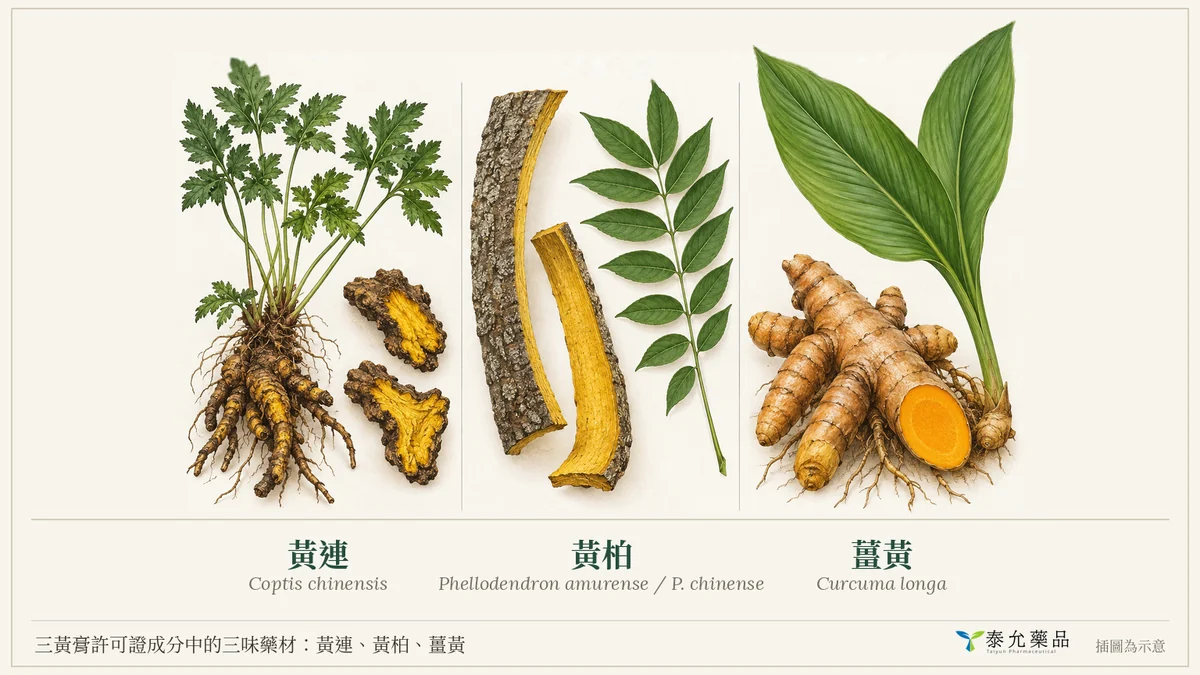 清熱解毒的外敷方劑：三黃膏
